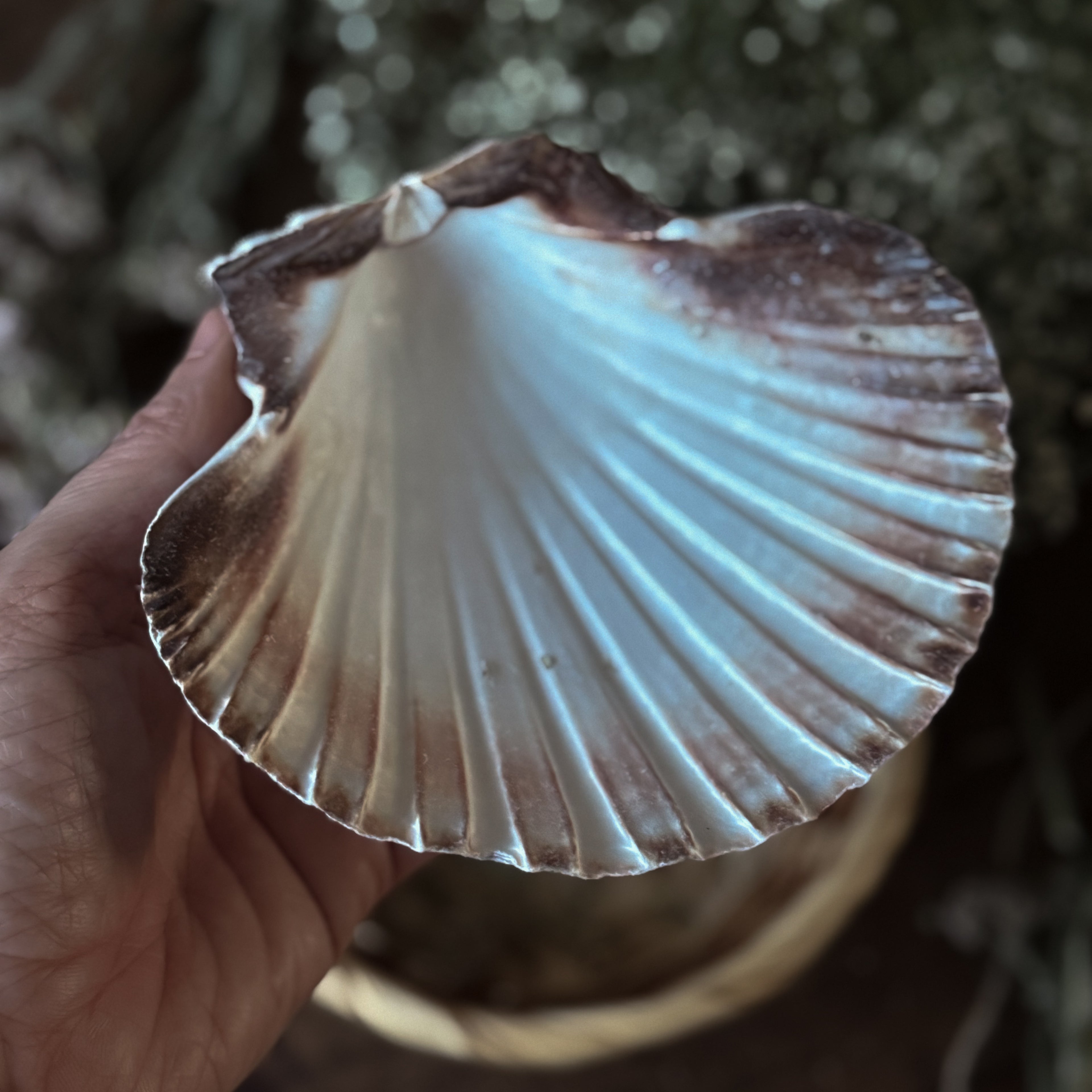 Scallop Shell Spell Plate