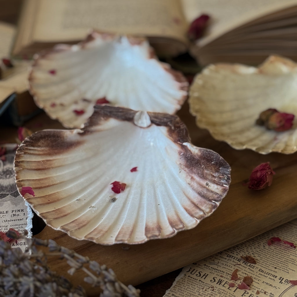 Scallop Shell Plates
