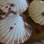 Scallop Shell Plates