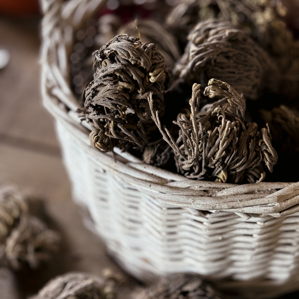 Rose Of Jericho