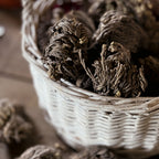 Rose Of Jericho