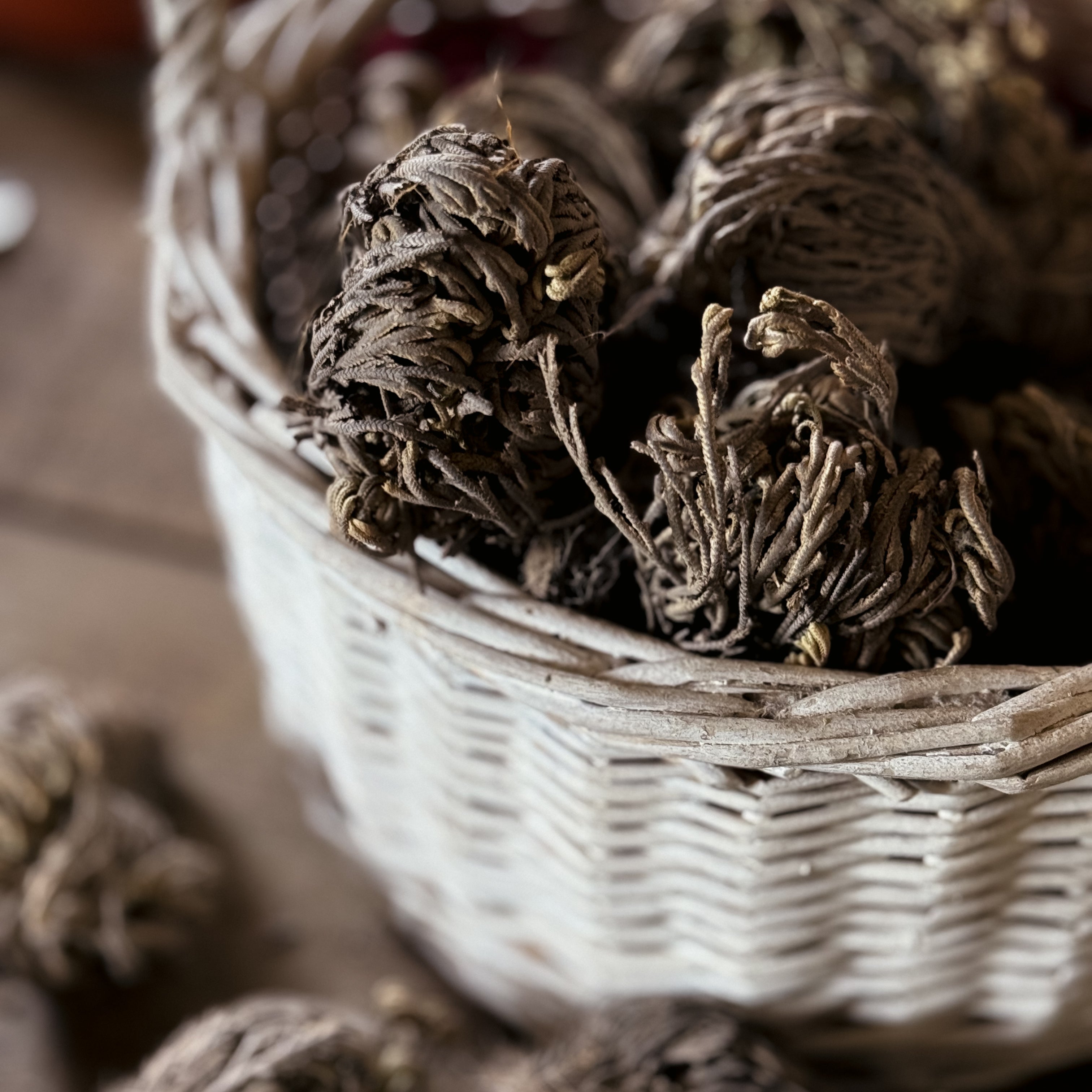 Rose Of Jericho