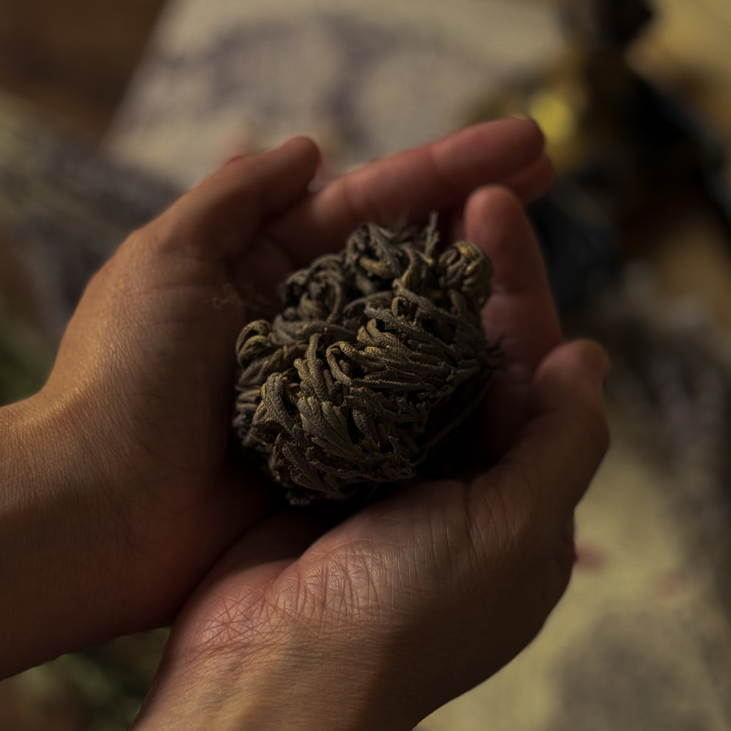 Rose Of Jericho