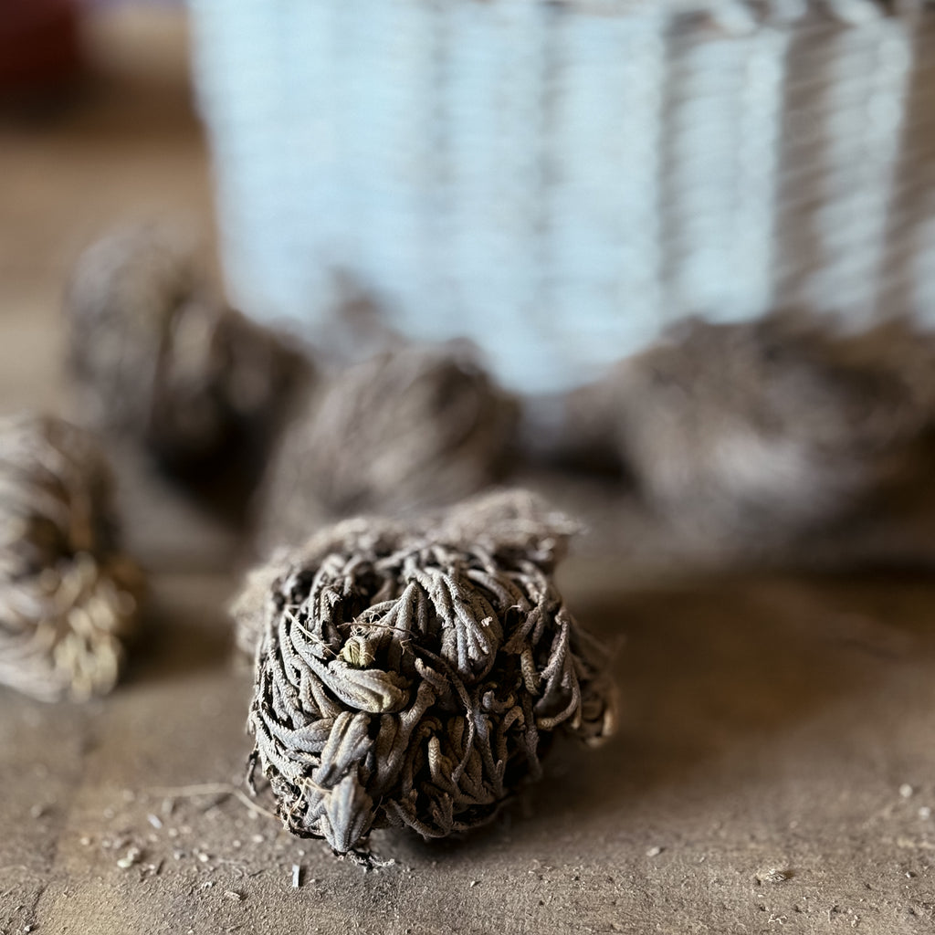 Rose Of Jericho