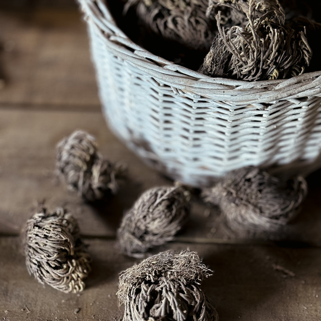 Rose Of Jericho