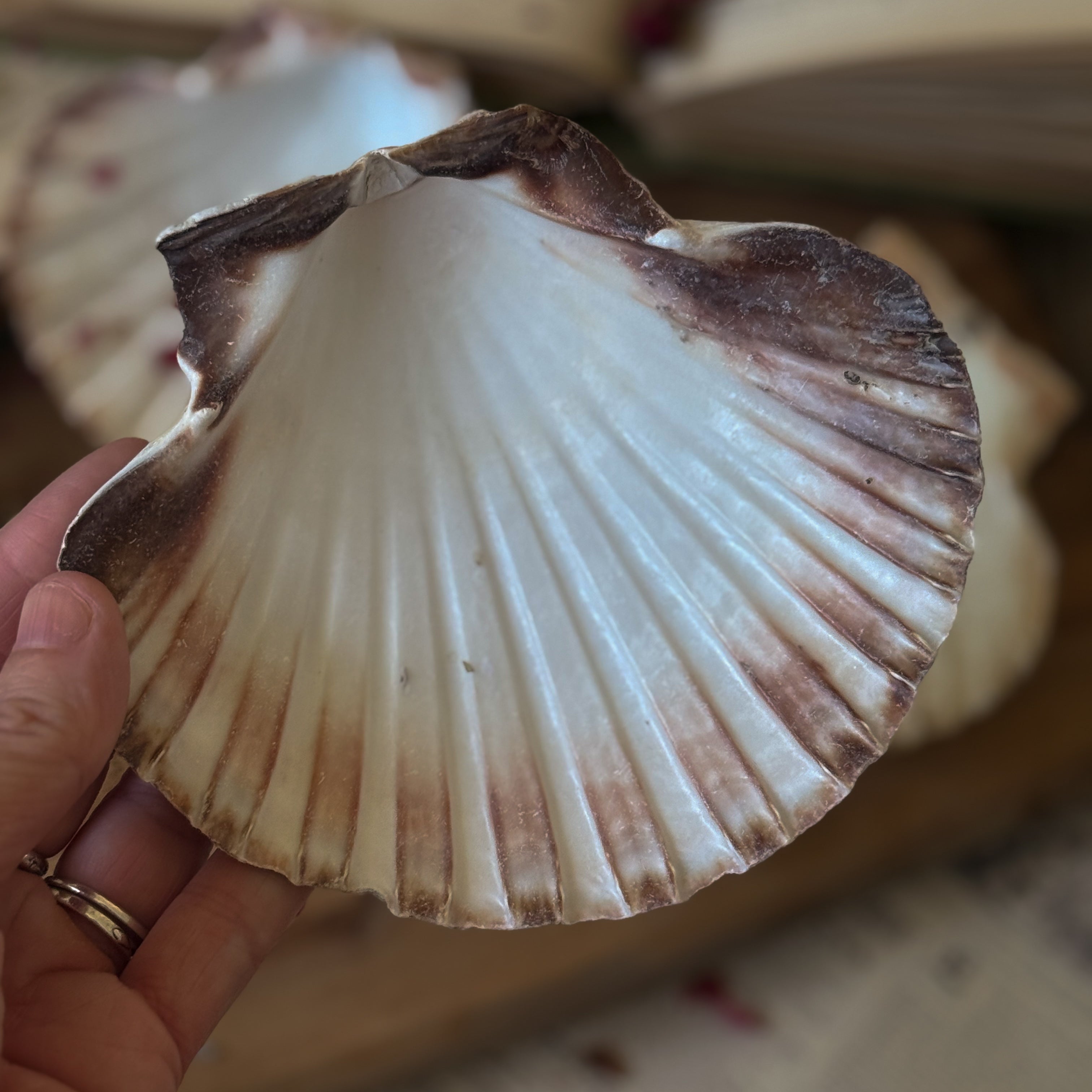 Scallop Shell Plates