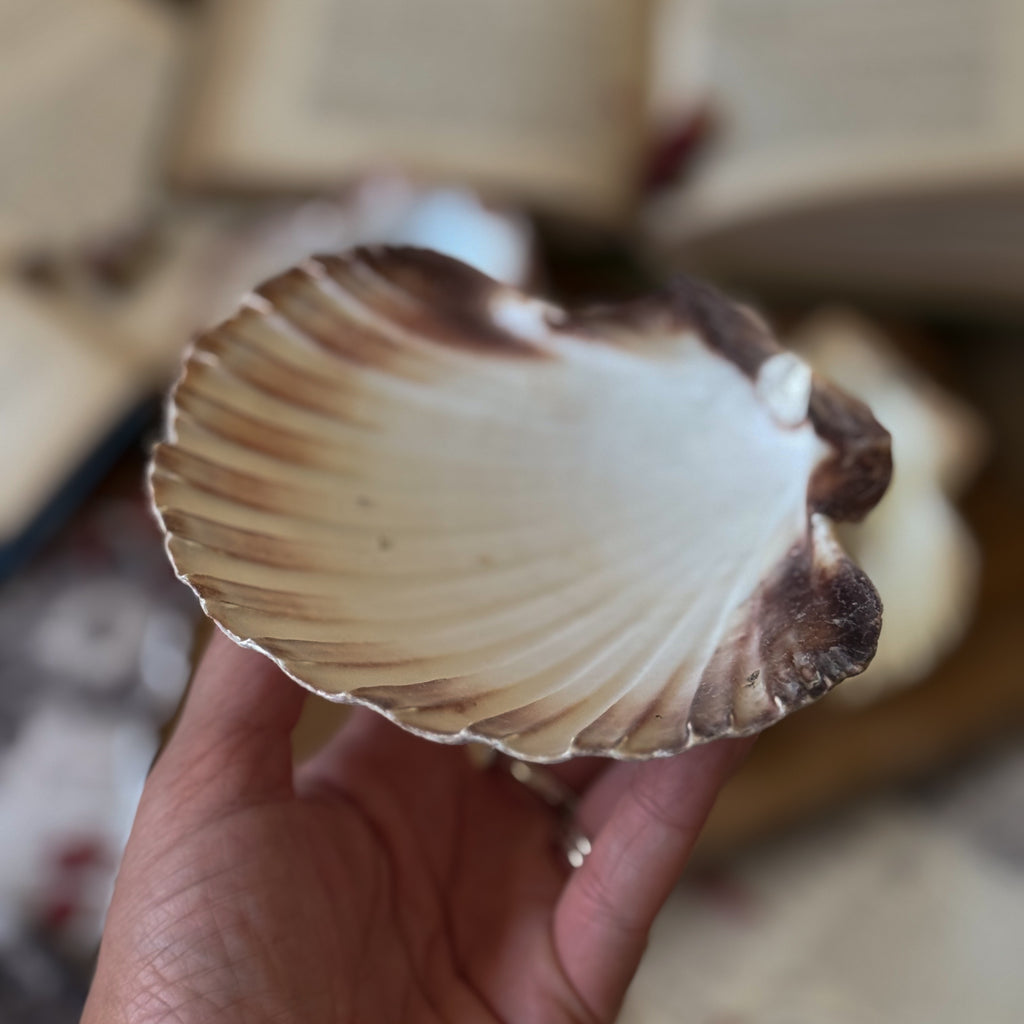 Scallop Shell Plates