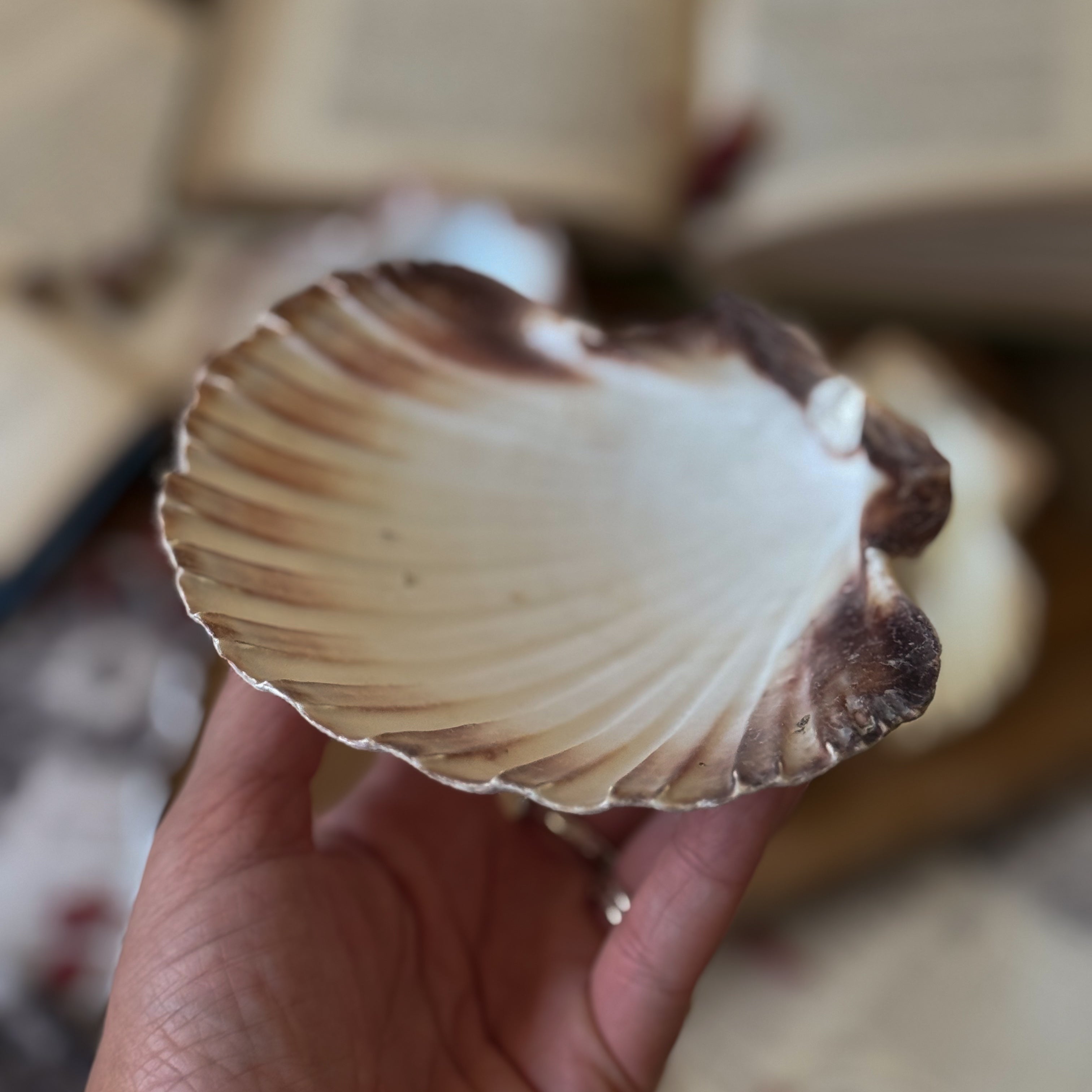 Scallop Shell Plates