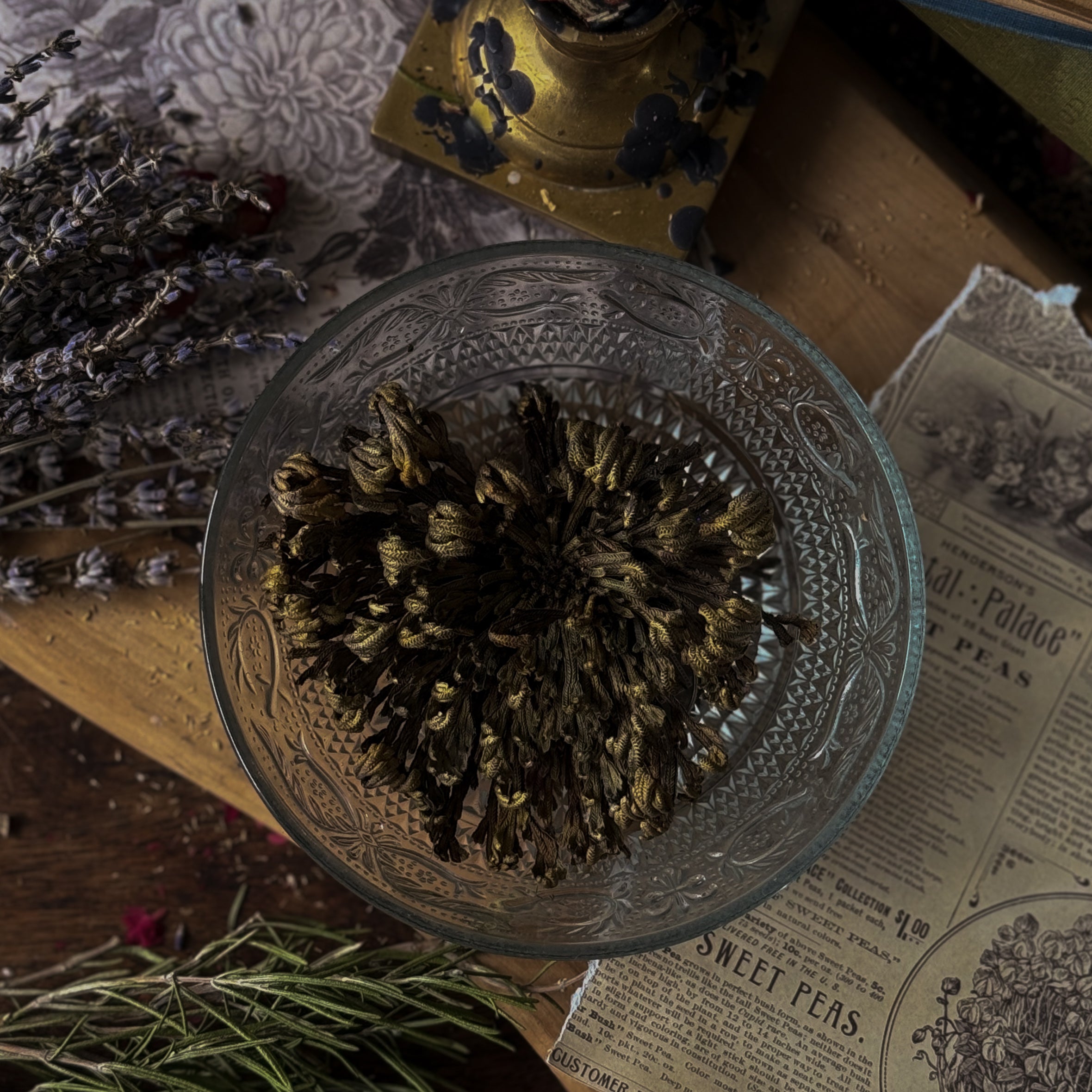 Rose Of Jericho