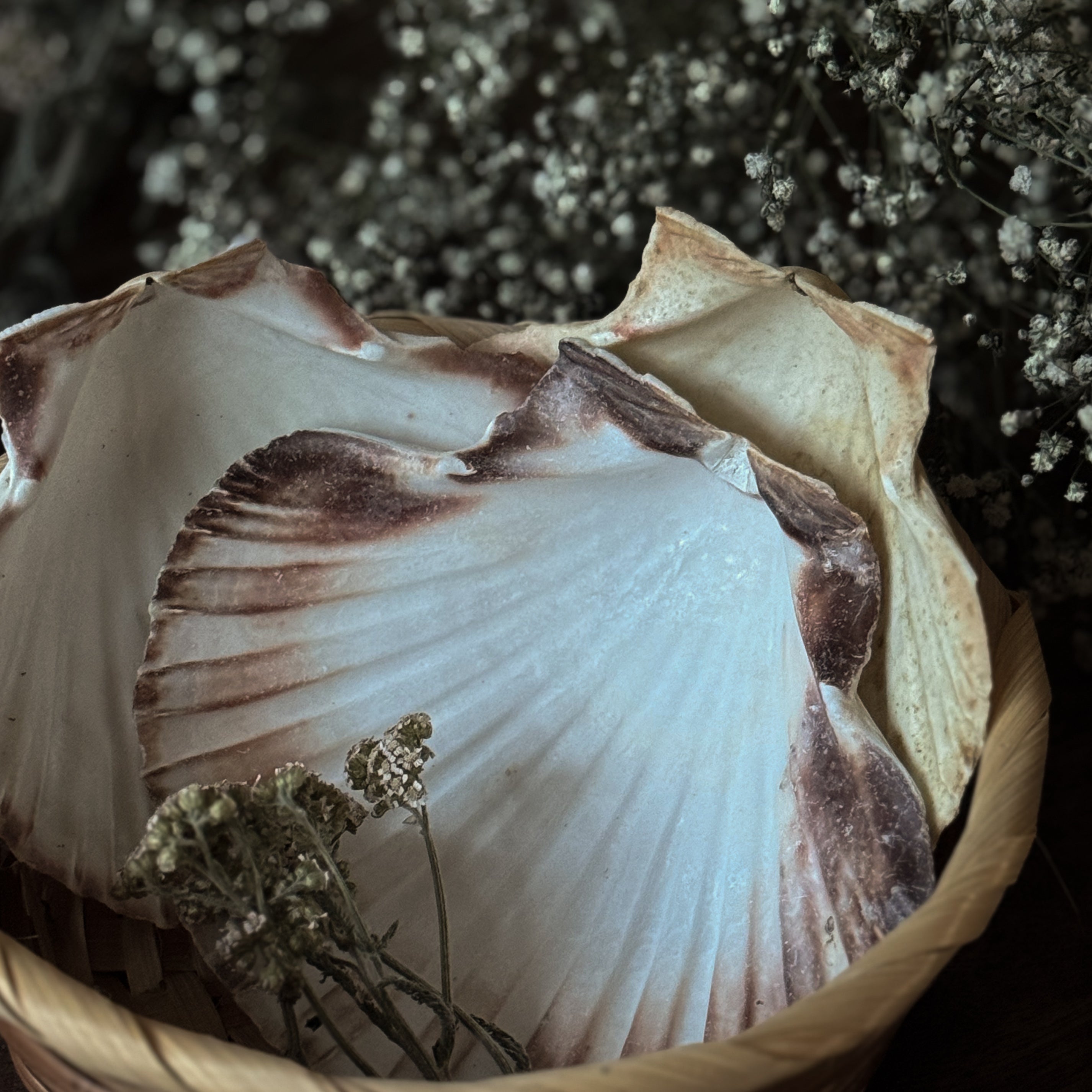 Scallop Shell Spell Plate